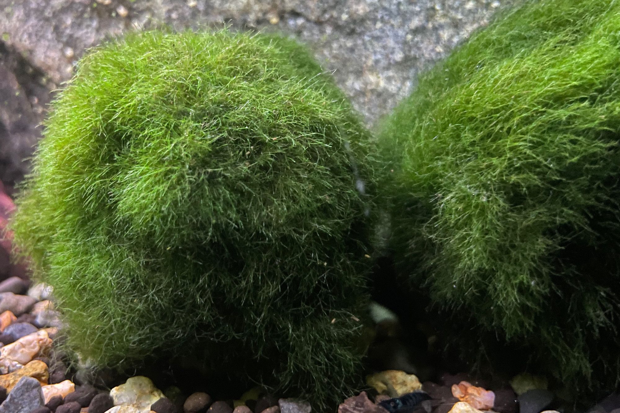 Marimo Ball: Ultimate Plant Care and Growth Guide