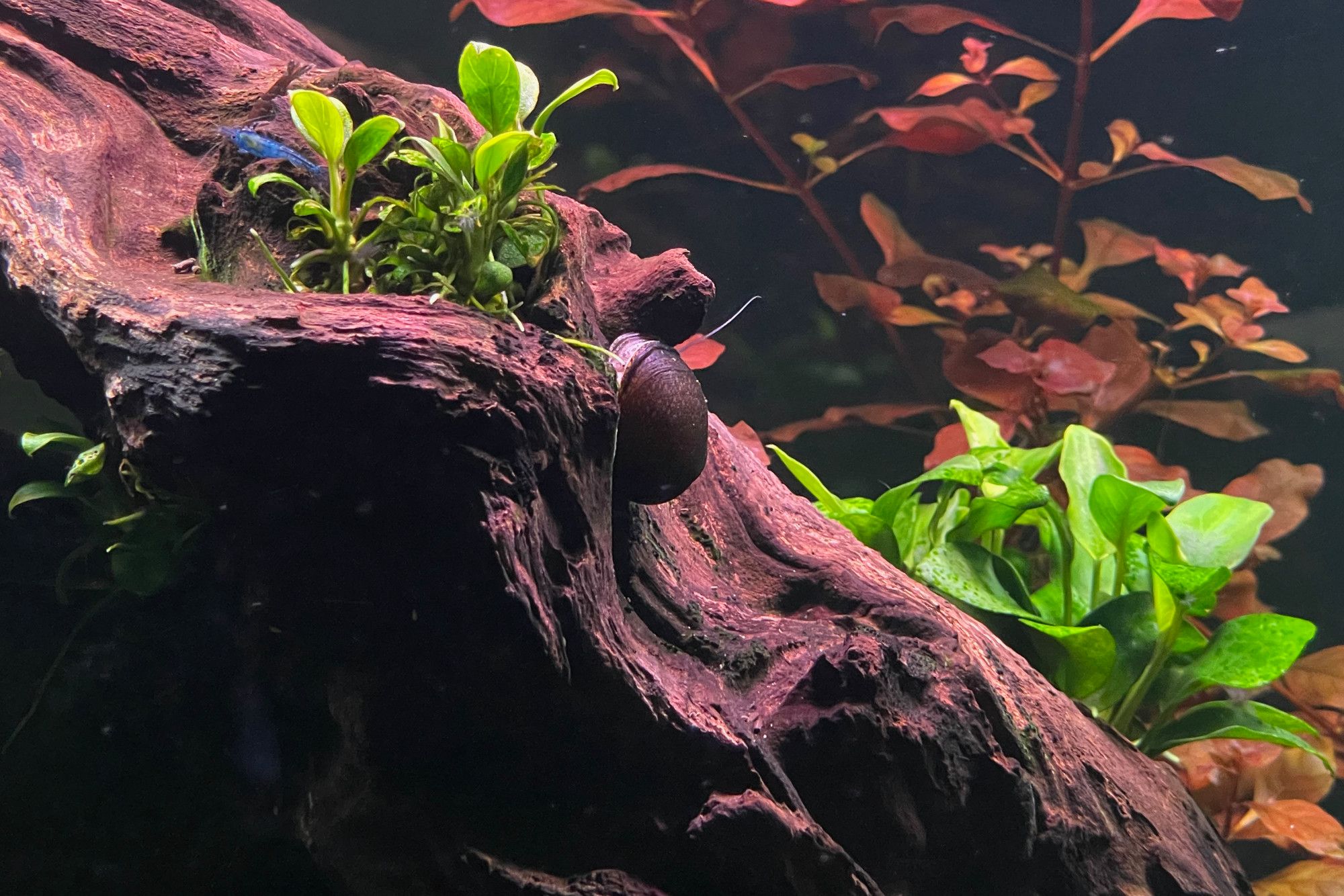 Dwarf Anubias: Ultimate Plant Care and Growth Guide