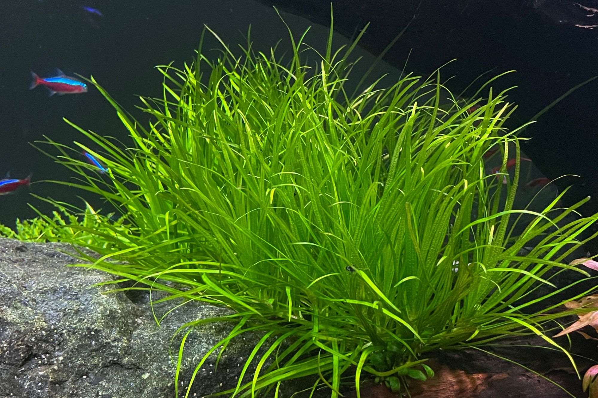 Dwarf Asian Grass