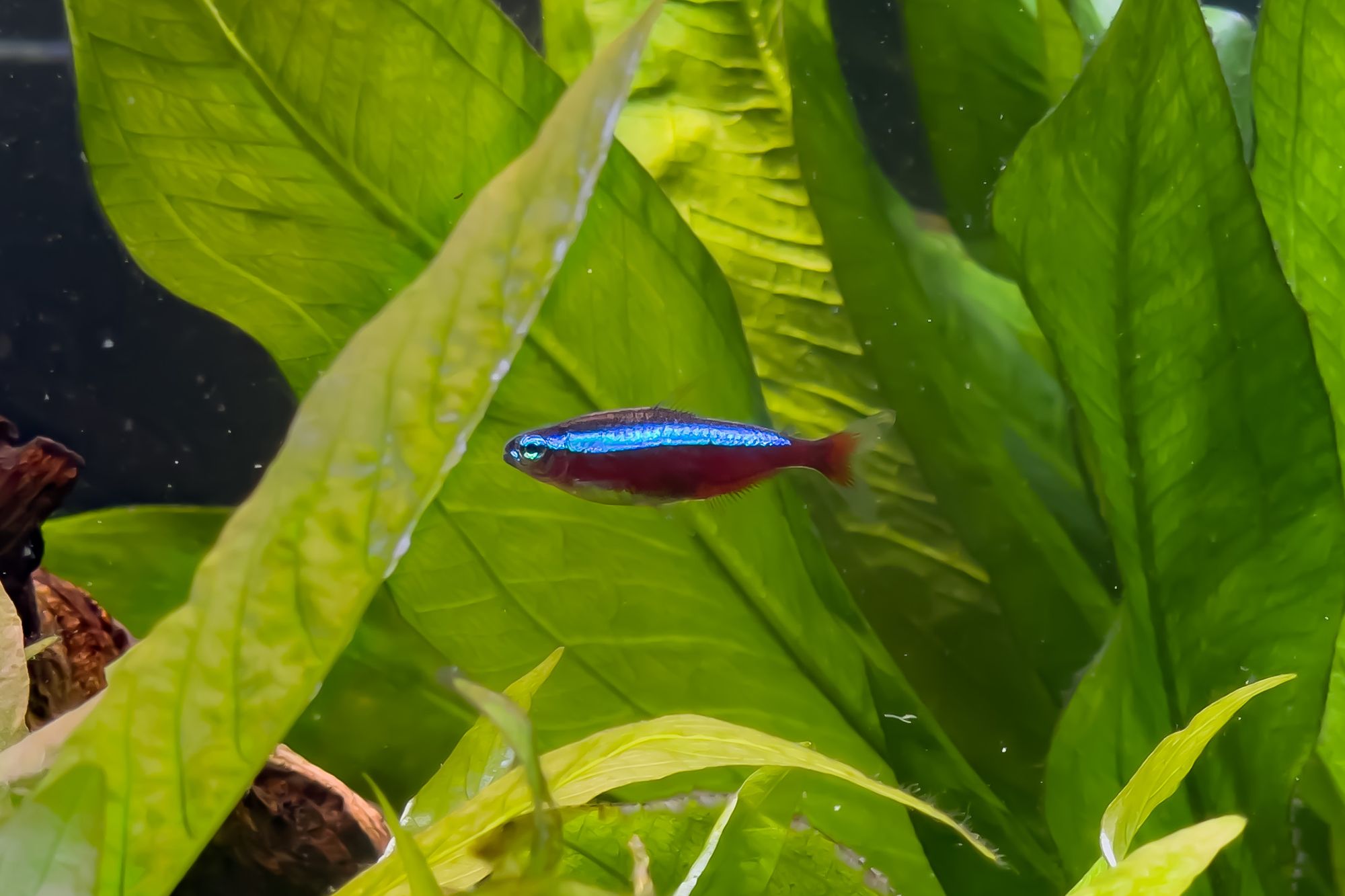 Cardinal Tetra: Ultimate Care Guide including Diet and Troubleshooting