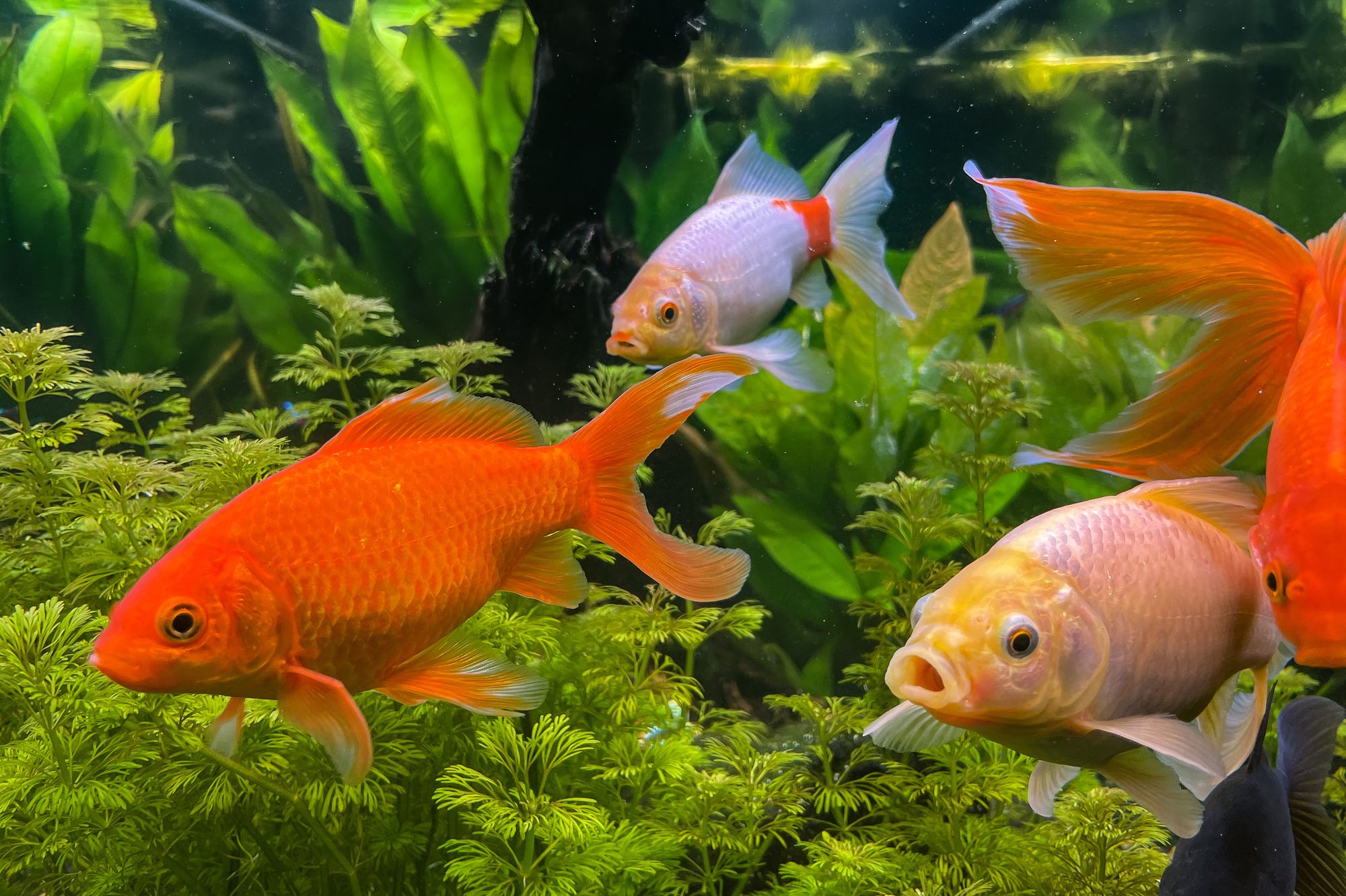 Goldfish: Ultimate Care Guide including Diet and Troubleshooting