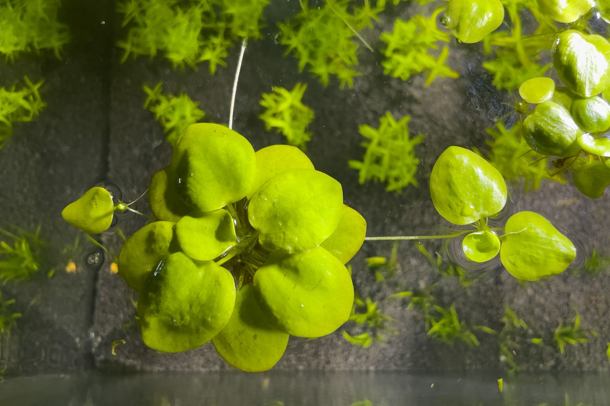 Amazon Frogbit Ultimate Plant Care And Growth Guide