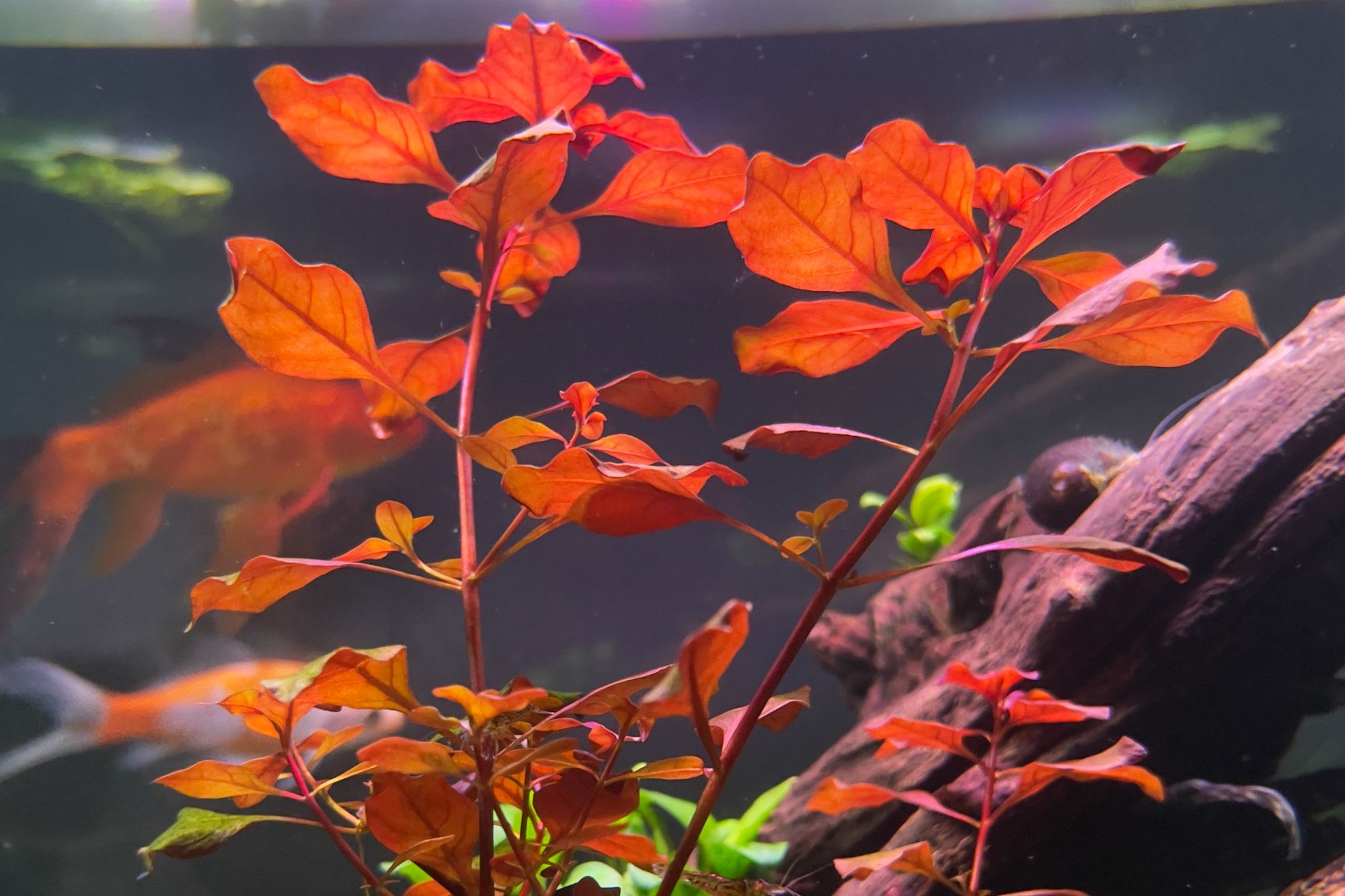 Ludwigia sp. 'Super Red': Ultimate Plant Care and Growth Guide