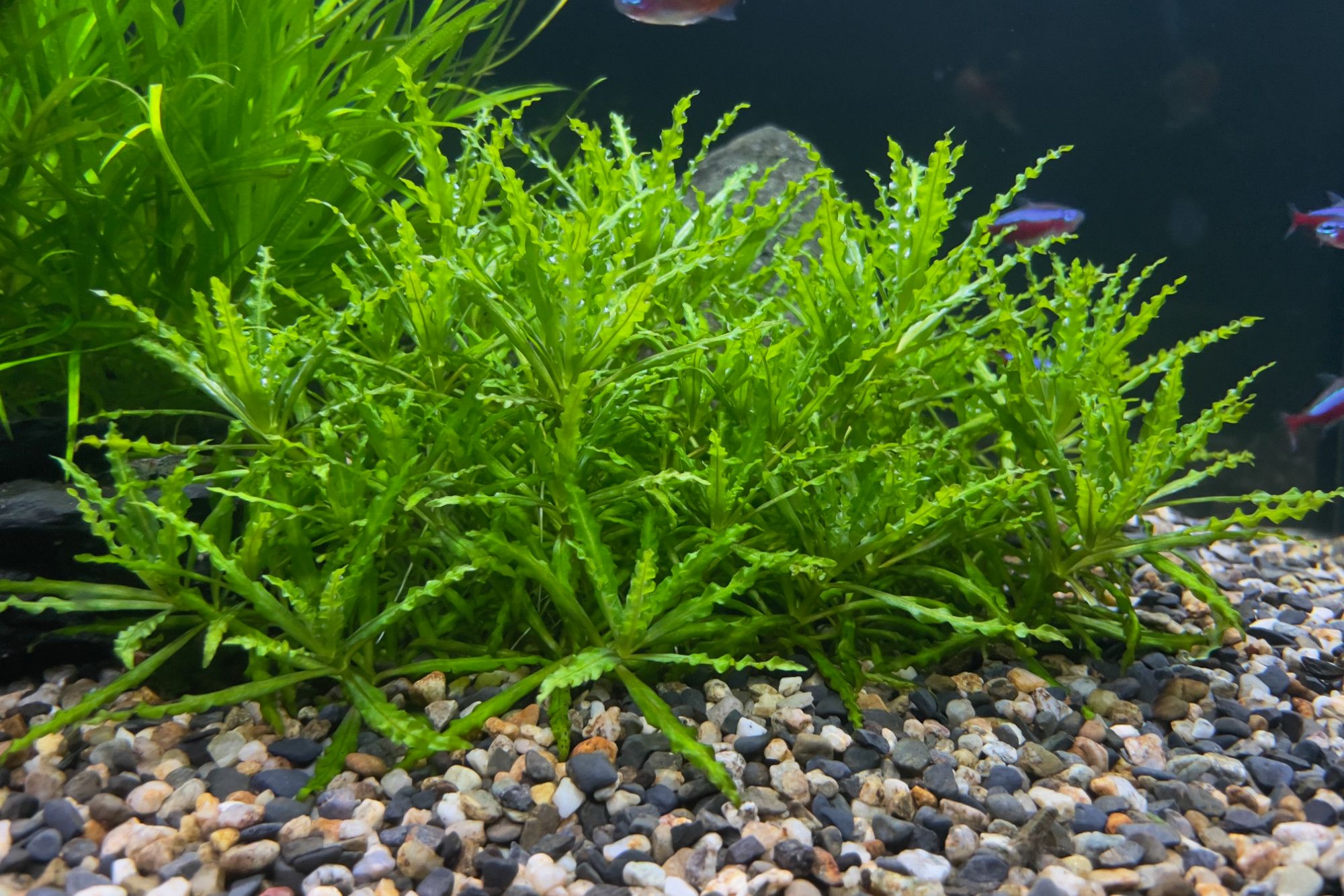 Pogostemon helferi: Ultimate Plant Care and Growth Guide