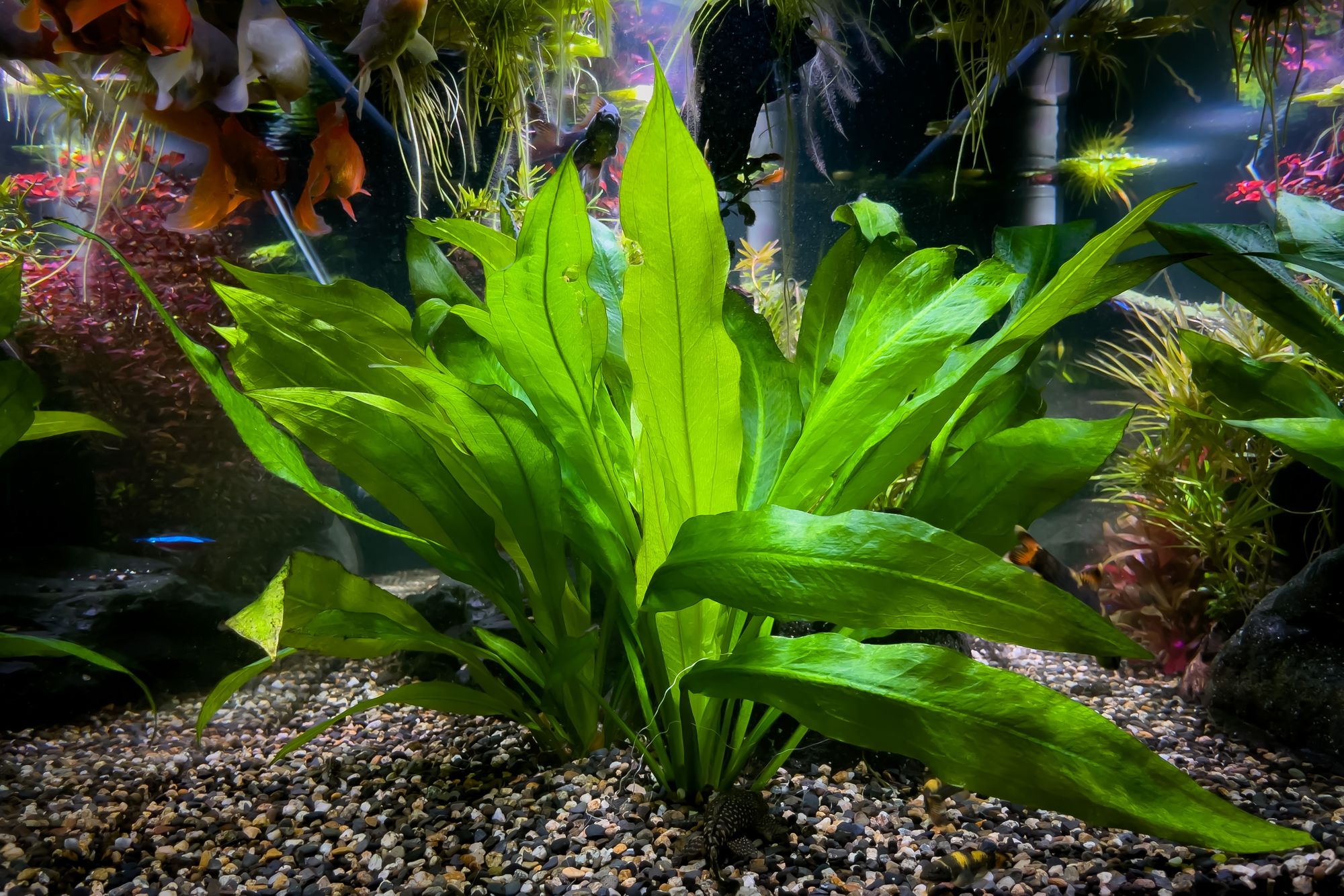 Amazon Sword Plant