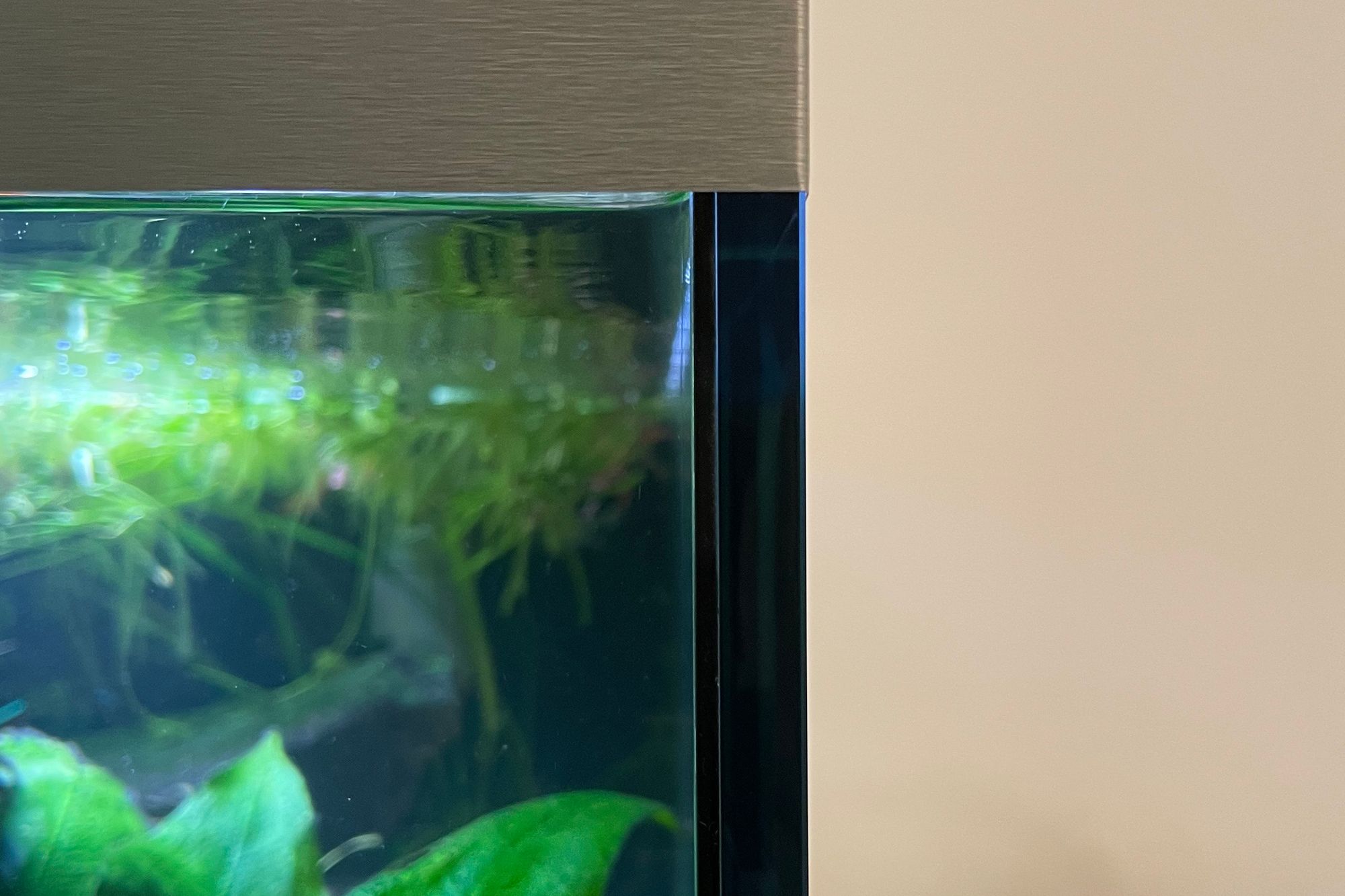 How to Find the Best Aquarium Tank for Your Needs