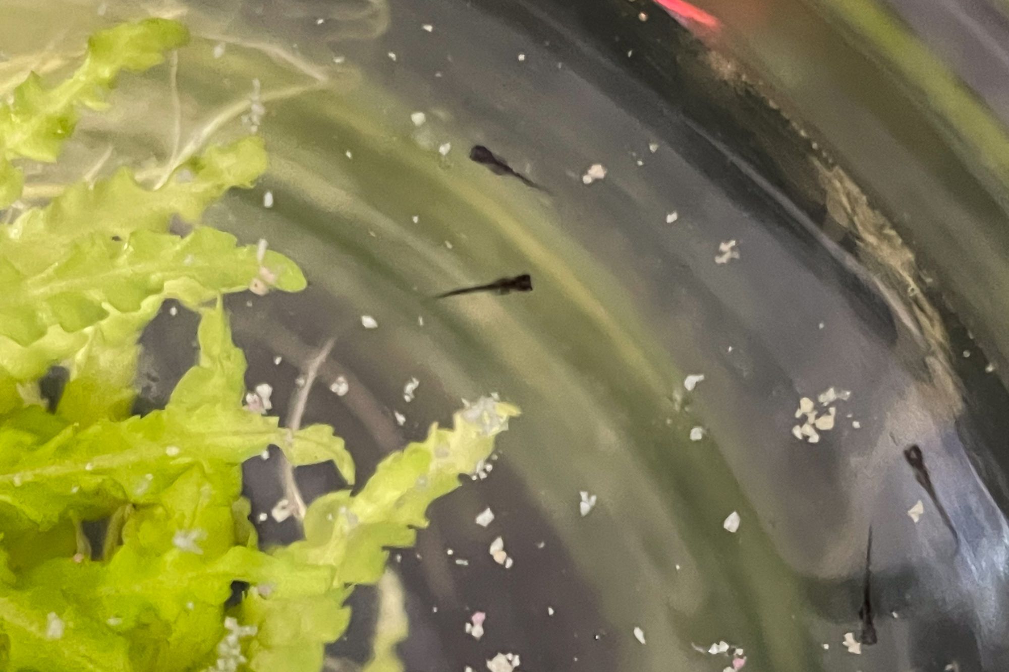 Freshly hatched Medaka fry in the raising jar with food and a plant