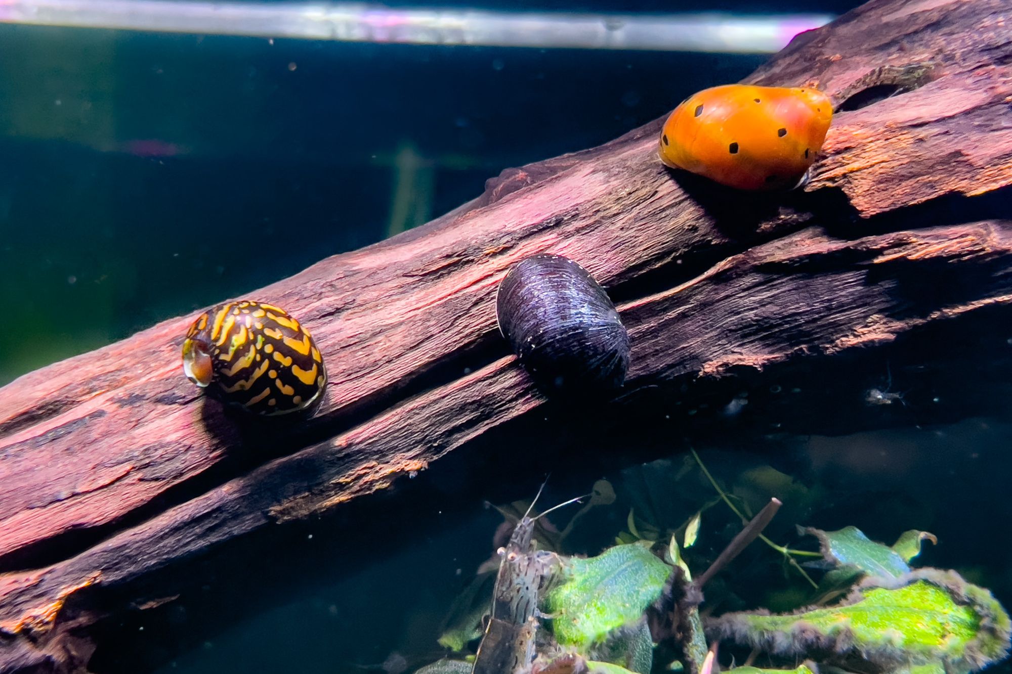 Nerite Snail: Ultimate Care Guide including Diet and Troubleshooting