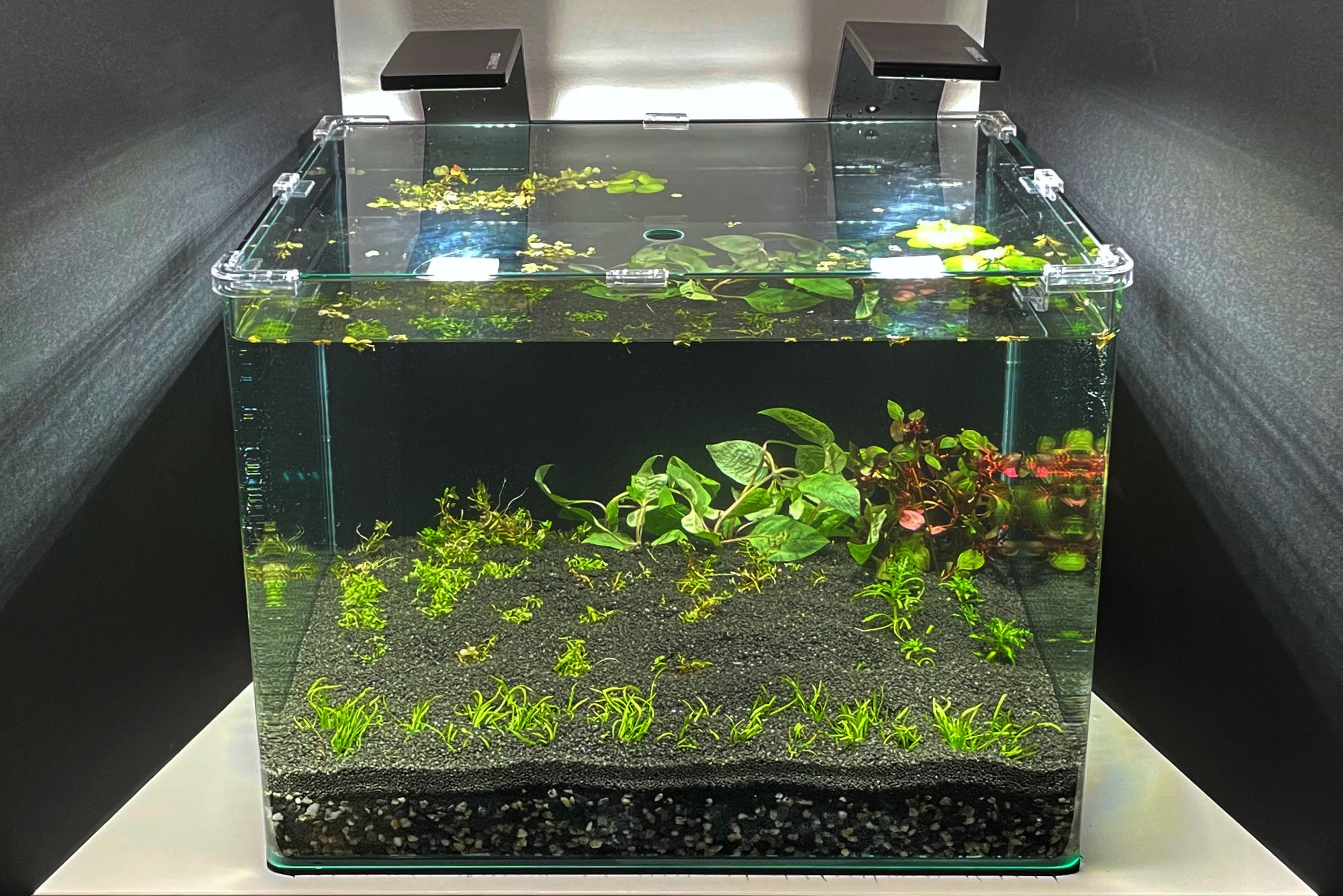 Minimalist Aquarium Aquascape fish tank