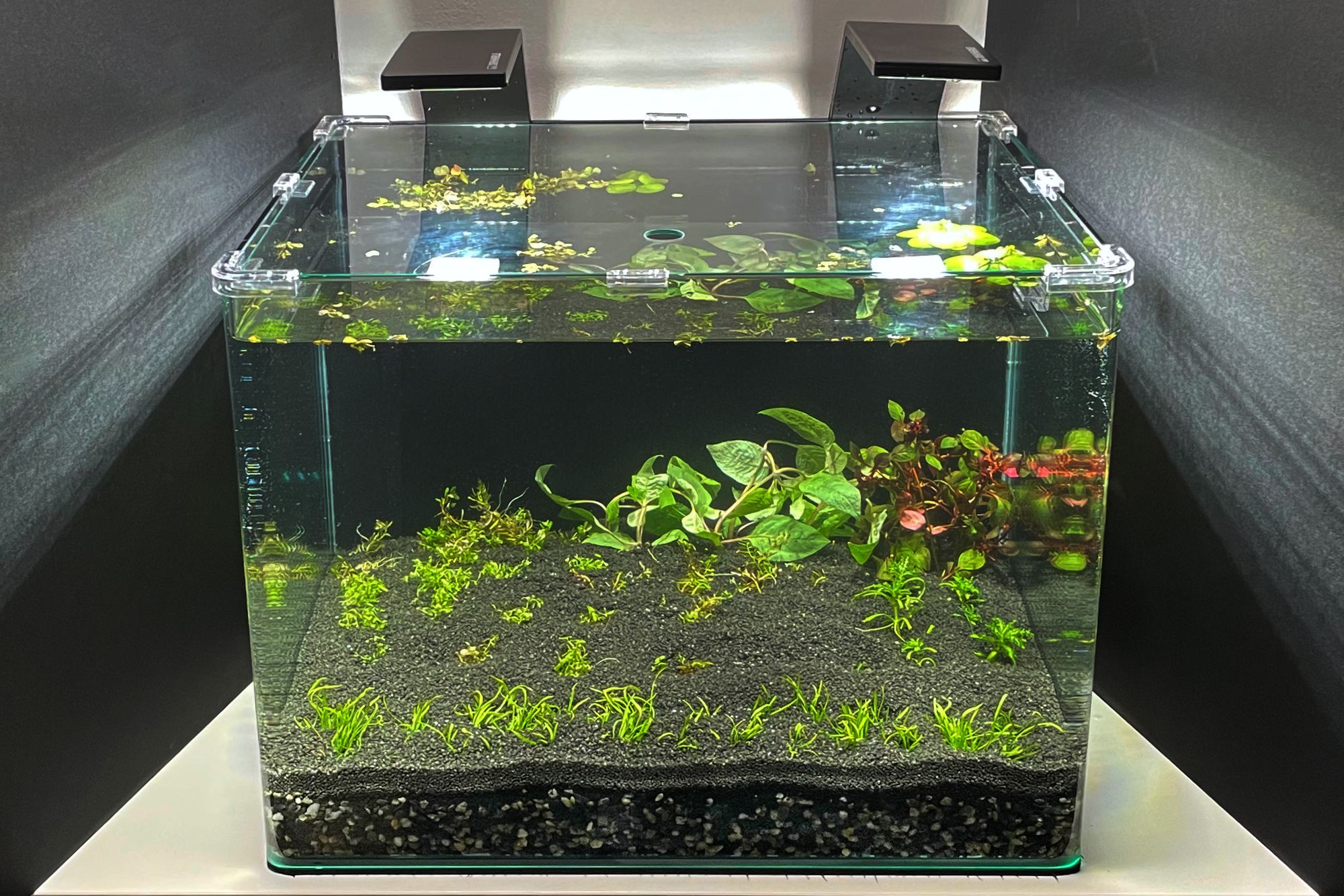 Glass Aqua Planted Aquarium Tank Inspiration - Shop The Look