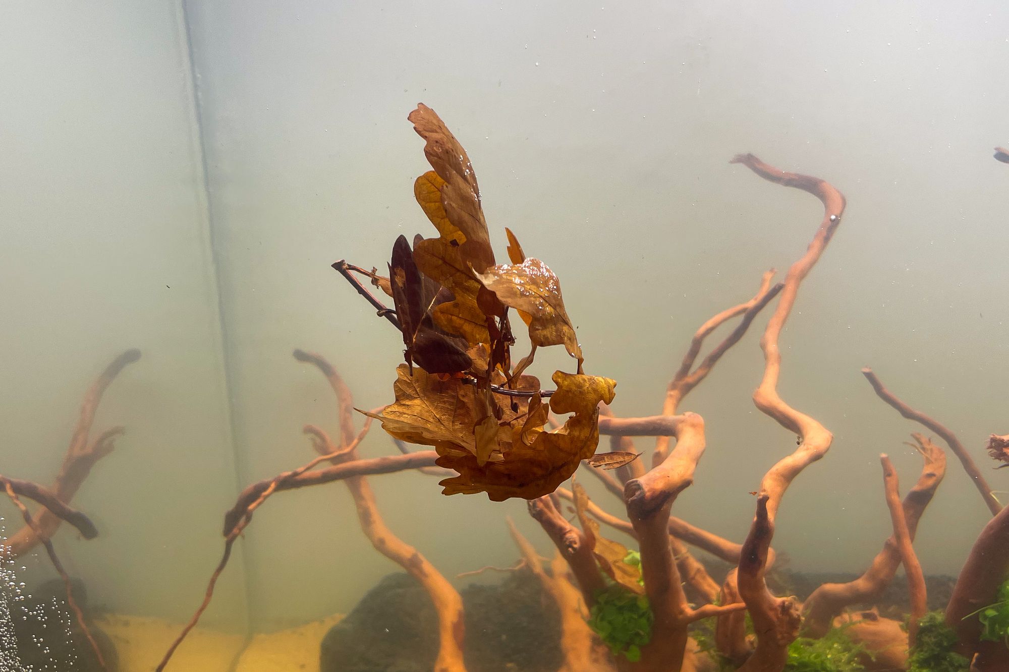 How to Prepare Oak Leaves for Use in Aquariums