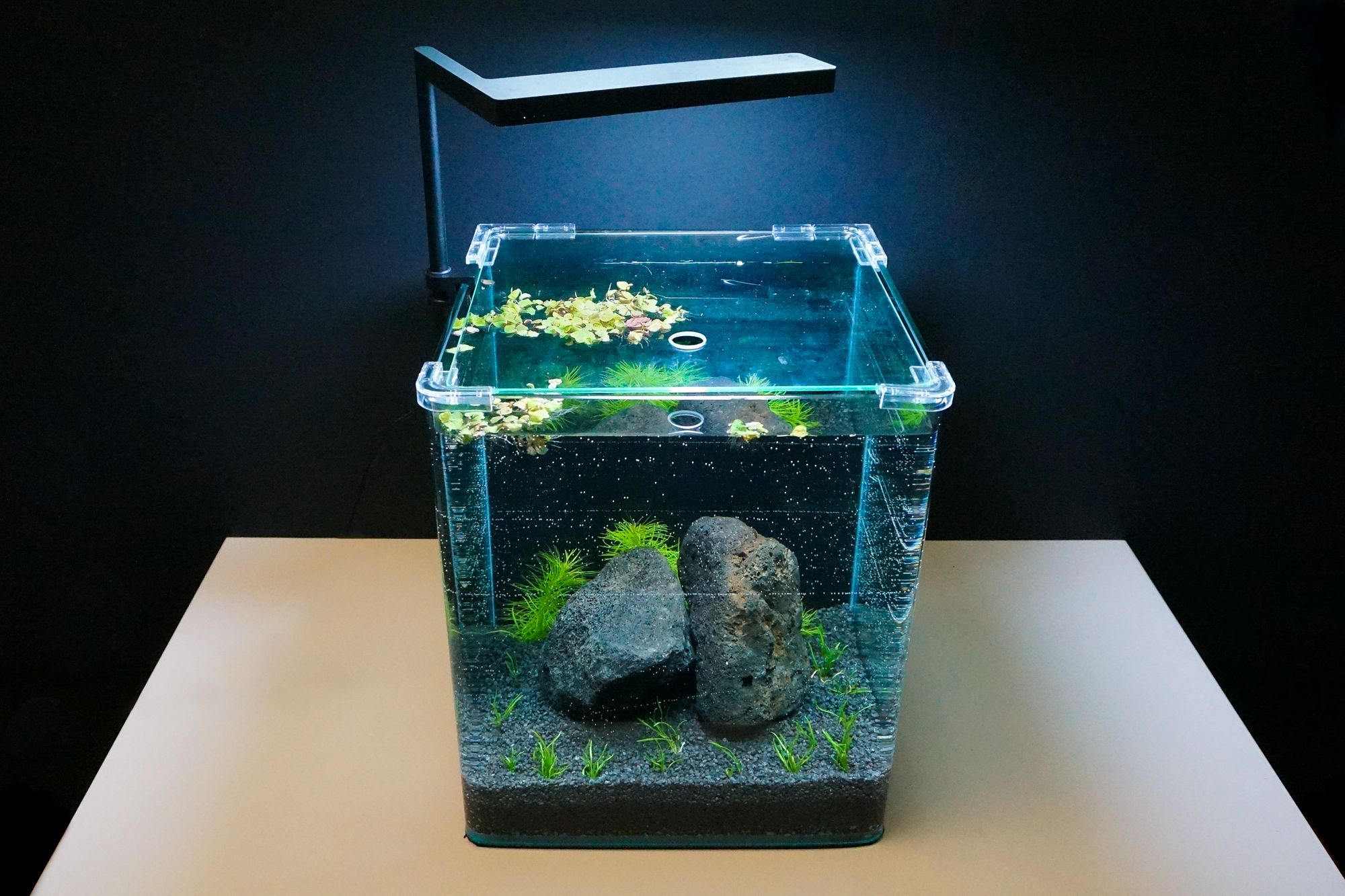 A beginner-friendly step-by-step guide on how to create a no-filter nano shrimp tank including materials and common mistakes